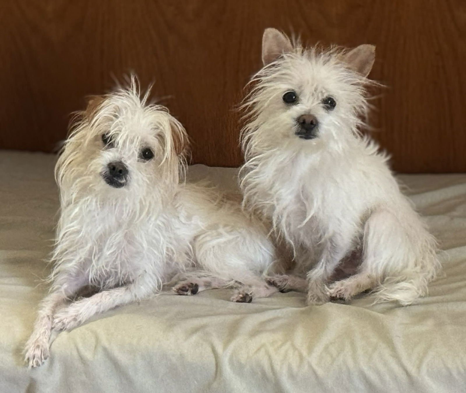 BERT AND ERNIE - Maltese / Chihuahua available for adoption