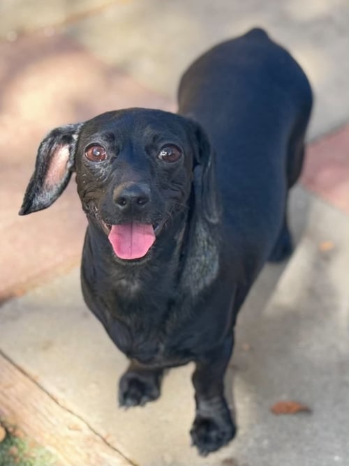 RAVEN - Dachshund / Chihuahua available for adoption