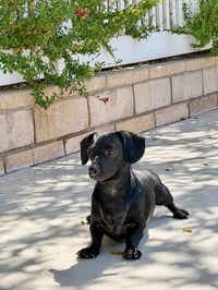 Raven - Photo 4