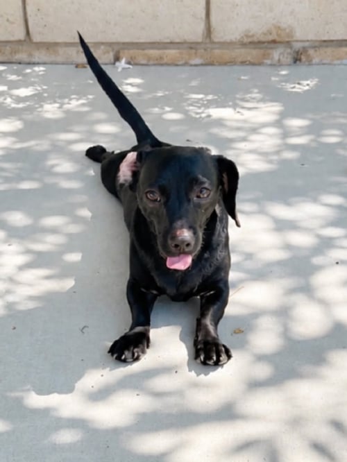 RAVEN - Dachshund / Chihuahua available for adoption