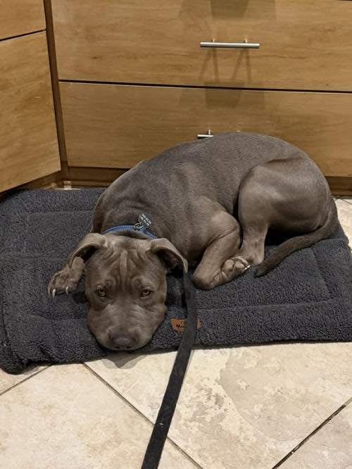 BORIS - American Pit Bull Terrier / Shar Pei available for adoption