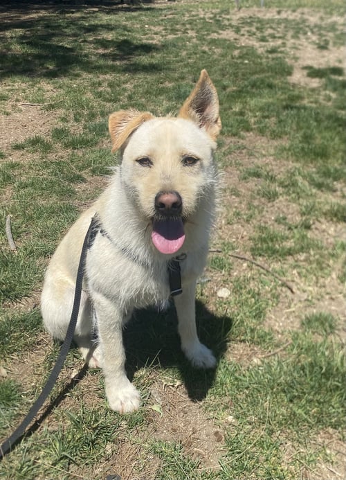 LIAM - Terrier / Shepherd available for adoption