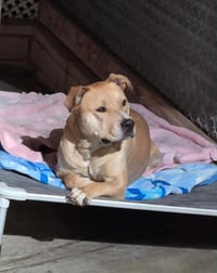 Champ - Photo 2