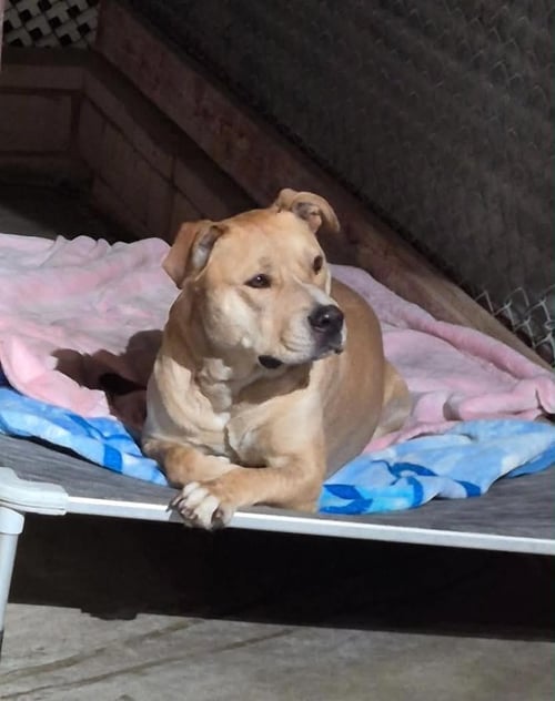 CHAMP - Staffordshire Bull Terrier available for adoption