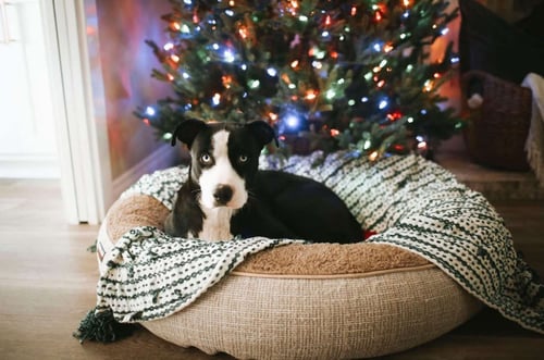 BLUE - Husky / American Staffordshire Terrier available for adoption