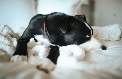 BLUE - Husky / American Staffordshire Terrier available for adoption