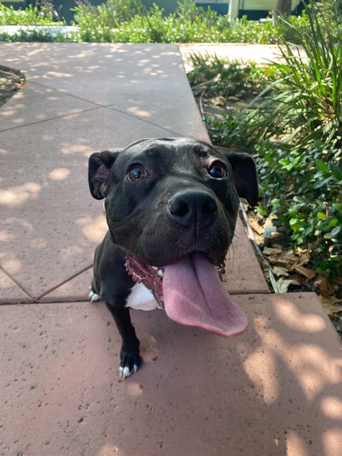 LUCY - Staffordshire Bull Terrier / Pit Bull Terrier available for adoption