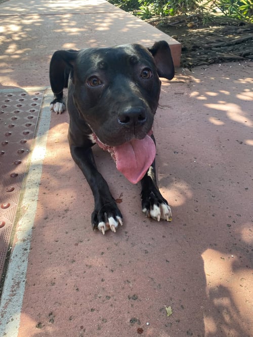 LUCY - Staffordshire Bull Terrier / Pit Bull Terrier available for adoption