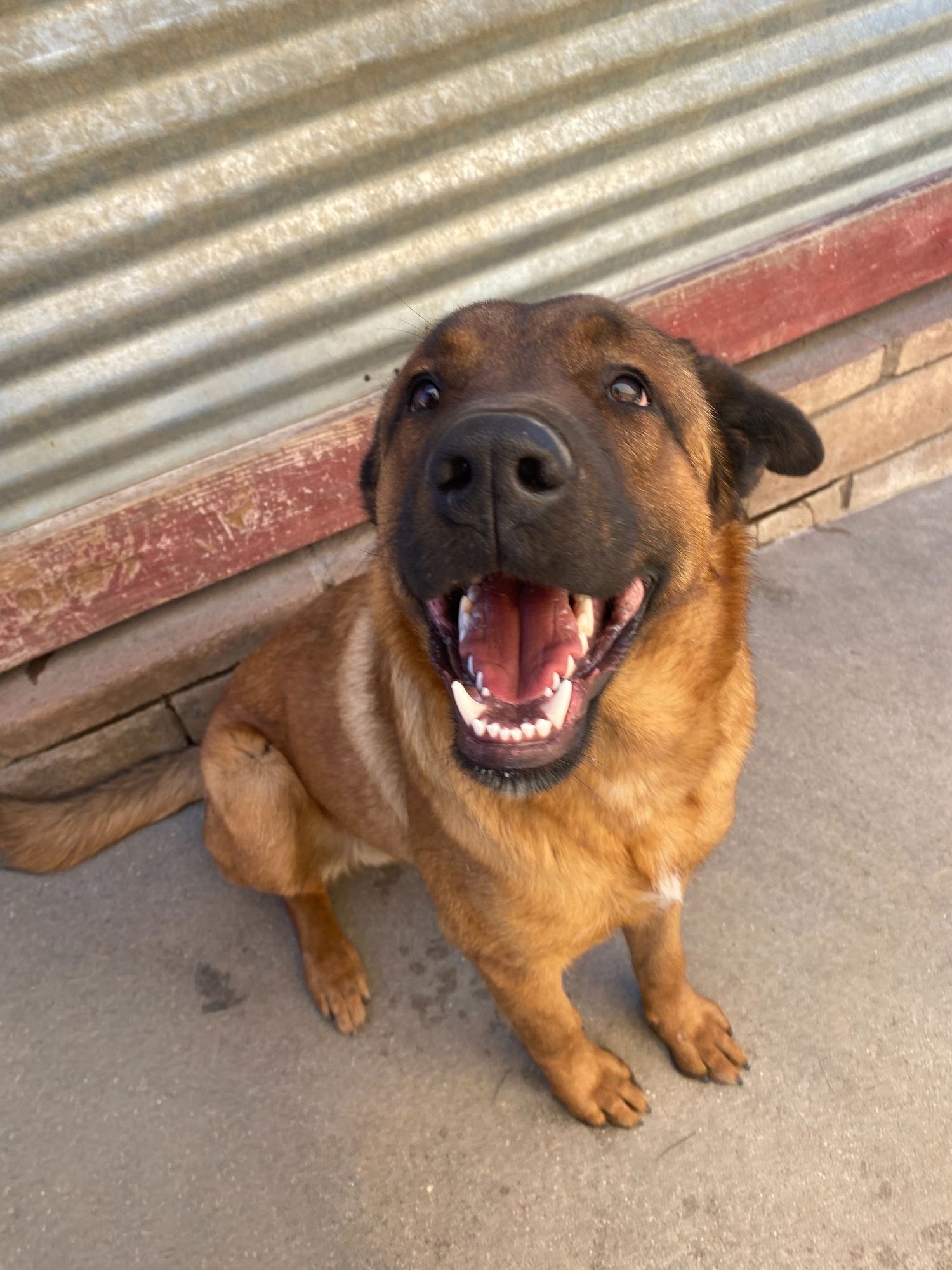 BOONE - Shepherd available for adoption