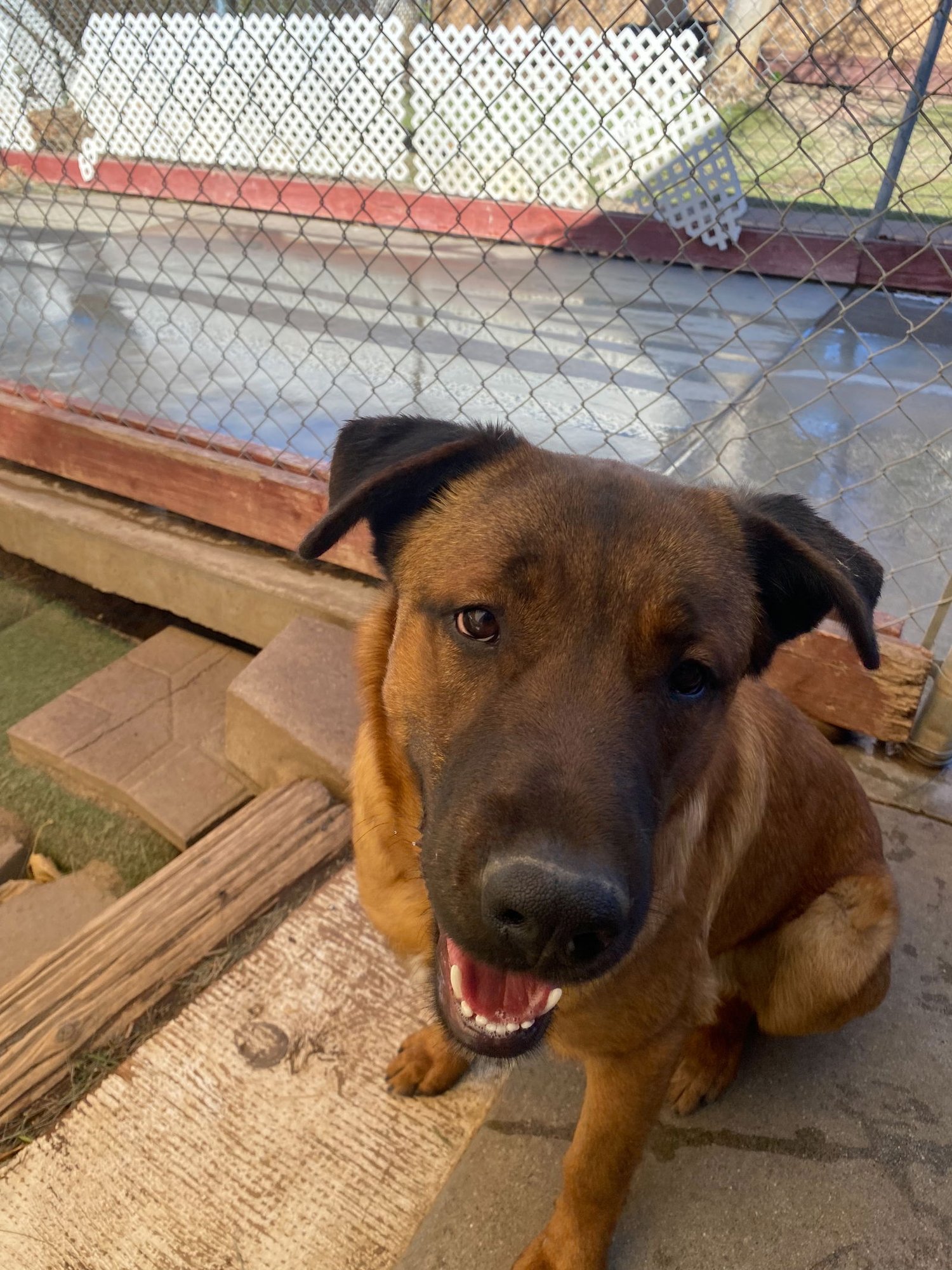 BOONE - Shepherd available for adoption