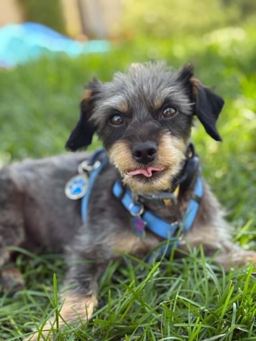 CRYPTO - Terrier available for adoption