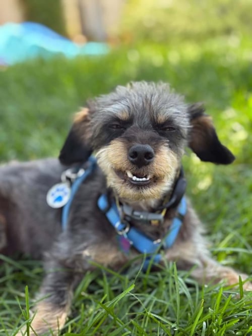 CRYPTO - Terrier available for adoption