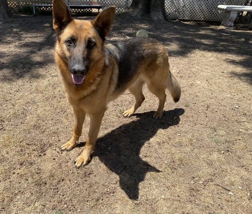 SKYE - German Shepherd Dog available for adoption