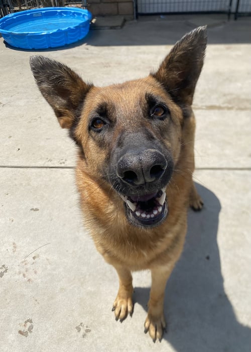 SKYE - German Shepherd Dog available for adoption