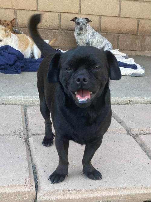 APOLLO - Pug available for adoption