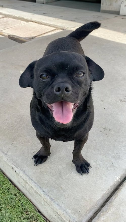 APOLLO - Pug available for adoption