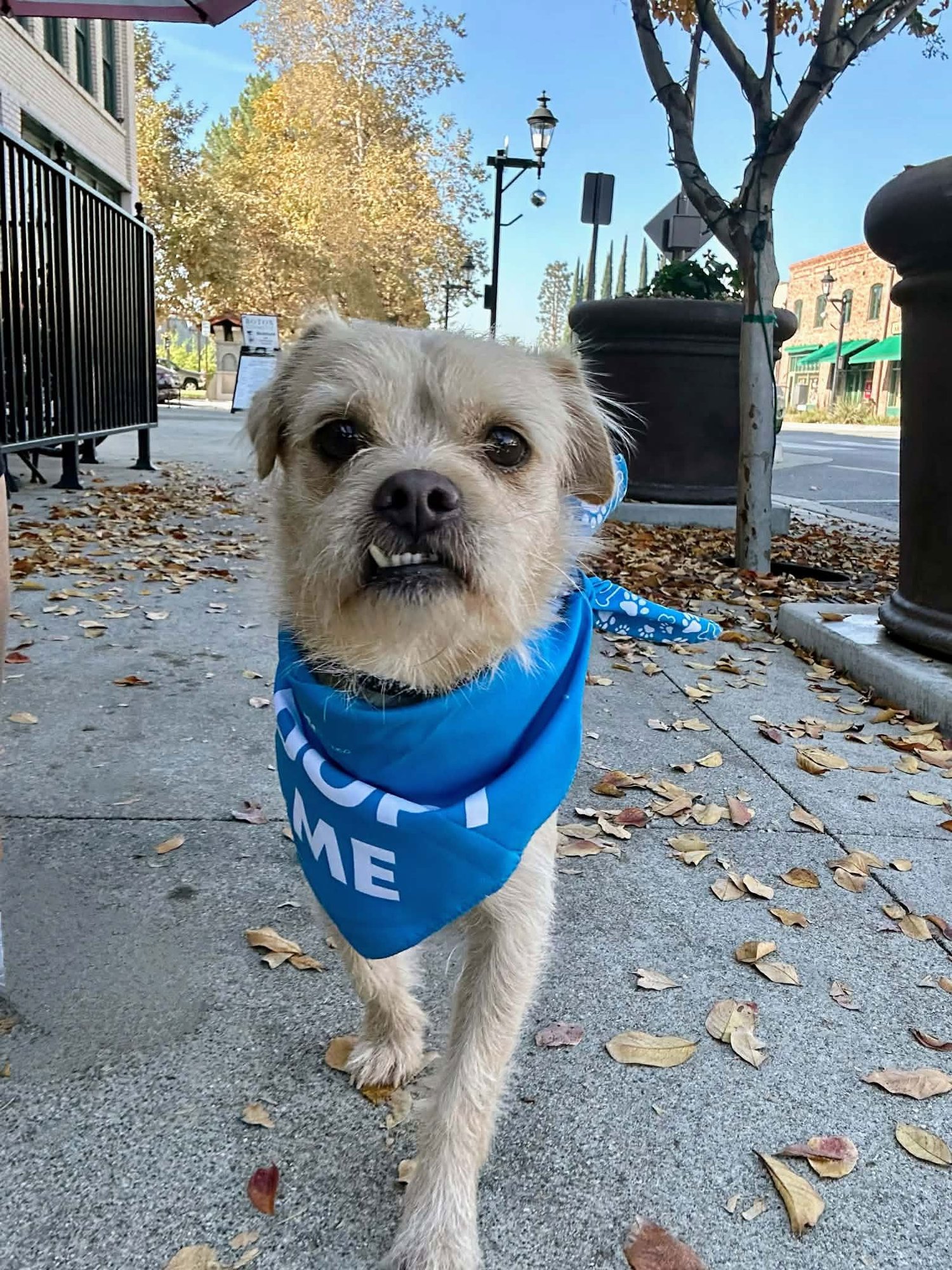 BODIE - Terrier available for adoption