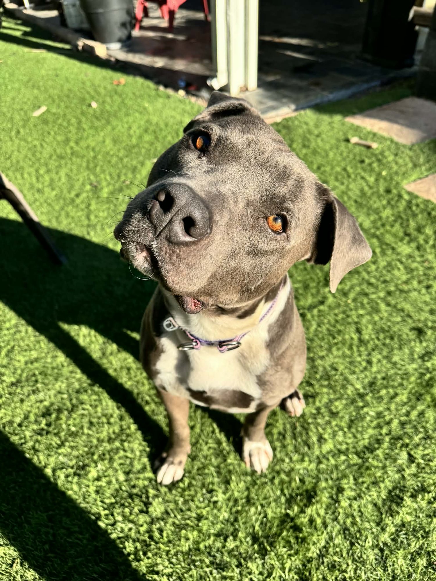 JACK FROST - Pit Bull Terrier available for adoption