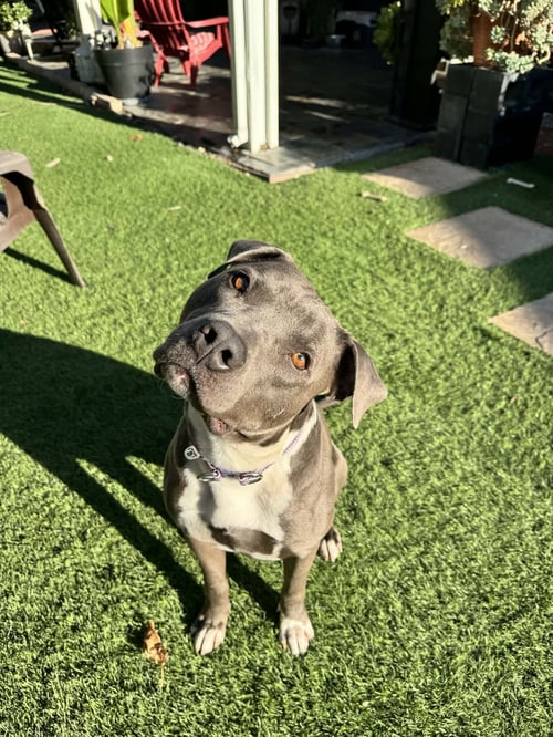 JACK FROST - Pit Bull Terrier available for adoption