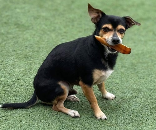 BRUCE - Chihuahua available for adoption