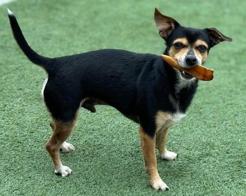 BRUCE - Chihuahua available for adoption