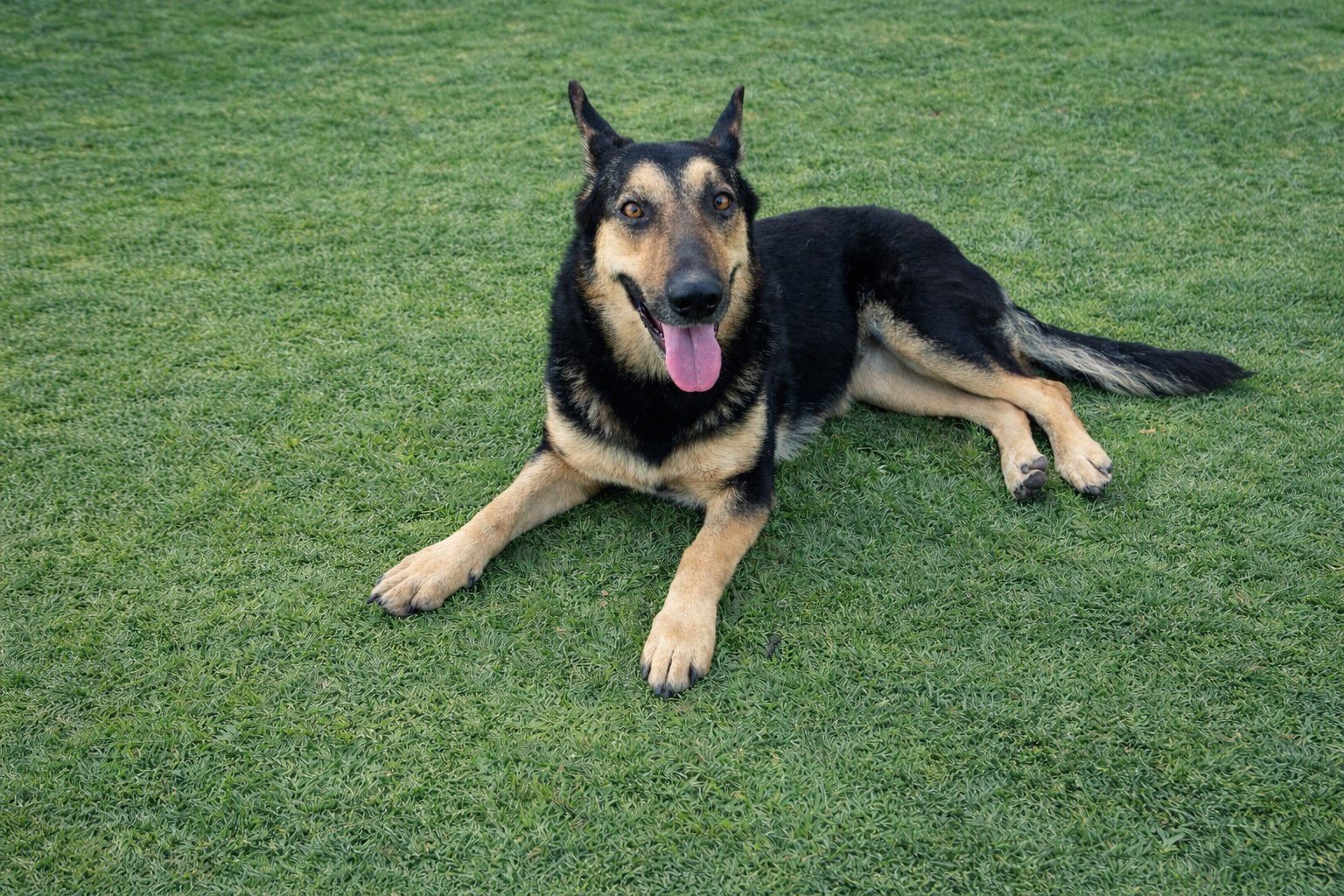 DAKOTA - Shepherd available for adoption