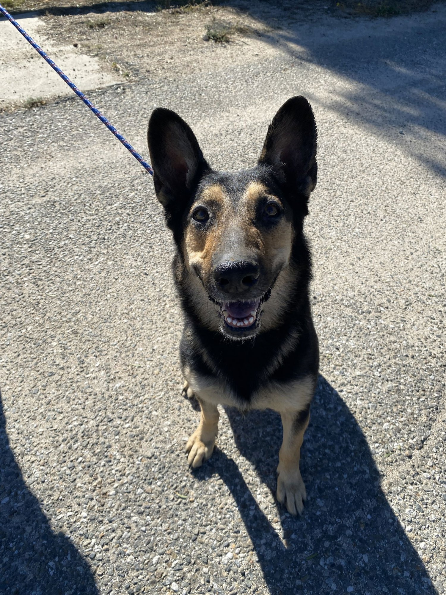 DAKOTA - Shepherd available for adoption