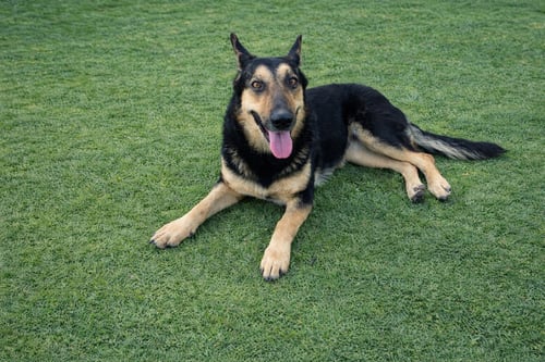 DAKOTA - Shepherd available for adoption