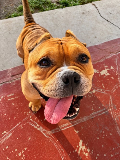 HARLEY - English Bulldog / American Staffordshire Terrier available for adoption