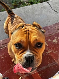 Harley - Photo 2