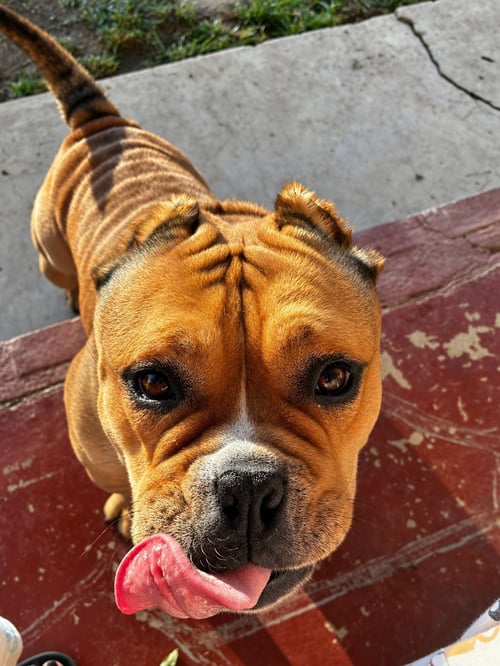 HARLEY - English Bulldog / American Staffordshire Terrier available for adoption