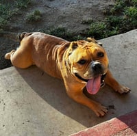 Harley - Photo 4