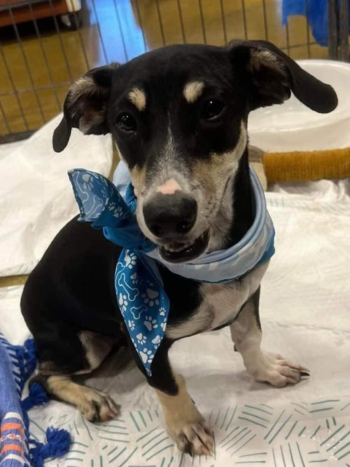 FLICK - Dachshund available for adoption