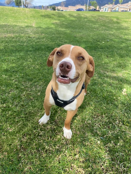 BECK - Dachshund / Staffordshire Bull Terrier available for adoption