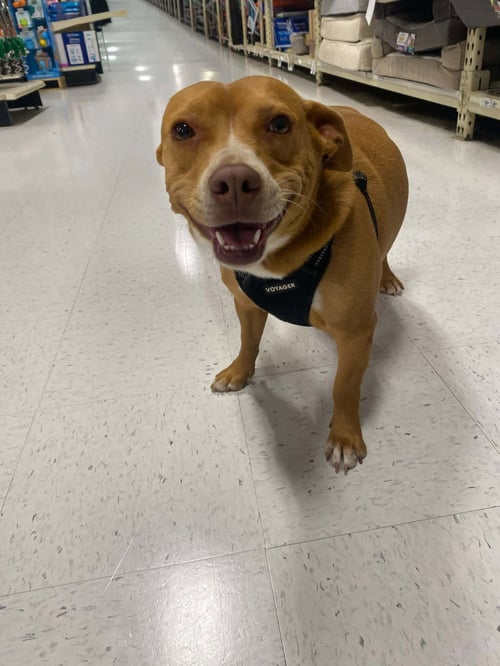 DARLA - Dachshund / Staffordshire Bull Terrier available for adoption