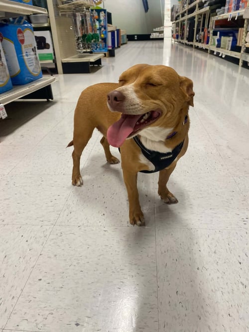 DARLA - Dachshund / Staffordshire Bull Terrier available for adoption