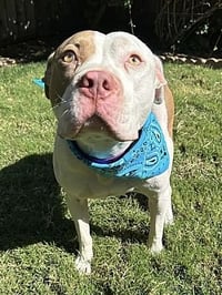 Ziggy - Photo 2