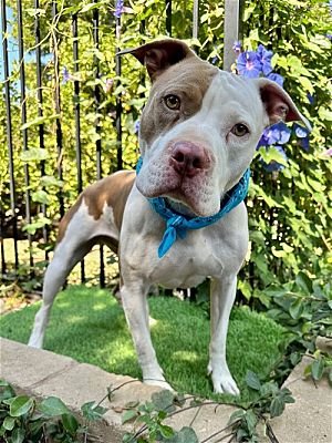 ZIGGY - American Pit Bull Terrier available for adoption