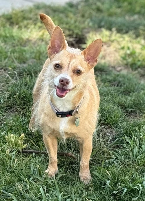 IRIS - Terrier available for adoption