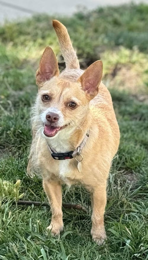 IRIS - Terrier available for adoption