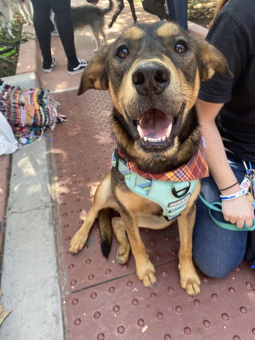 ZUKO - Shepherd available for adoption