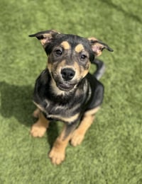 Zuko - Photo 5