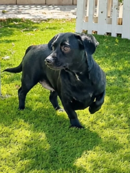 INKY - Dachshund / Chihuahua available for adoption