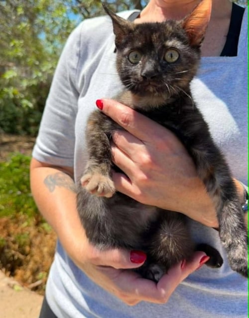 ANNIE - Tortoiseshell available for adoption