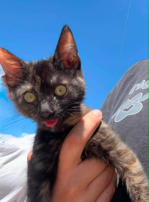 ANNIE - Tortoiseshell available for adoption