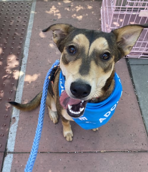 KATARA - Shepherd available for adoption