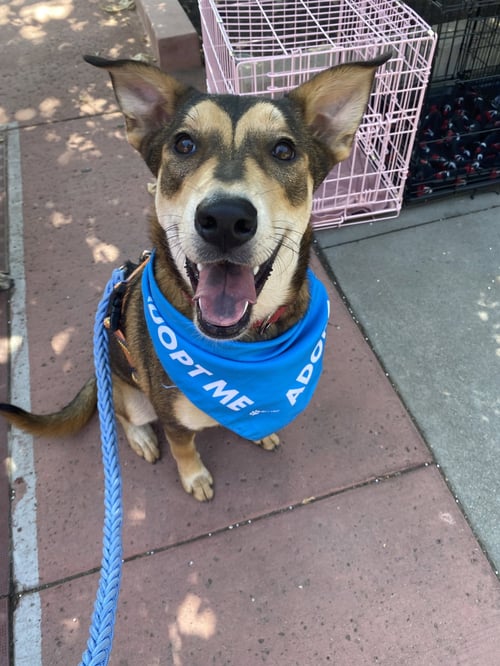 KATARA - Shepherd available for adoption