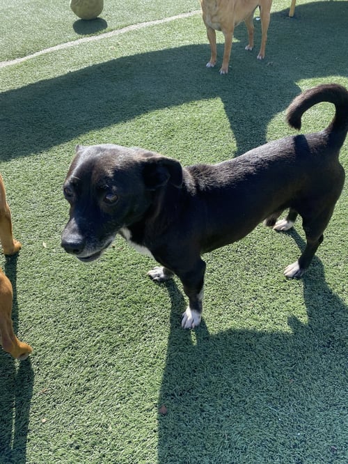 FREDDY - Chihuahua / Dachshund available for adoption