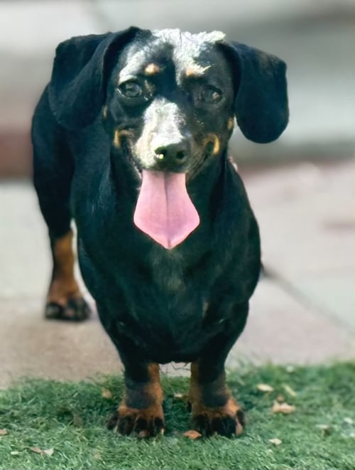 SABLE - Dachshund / Chihuahua available for adoption