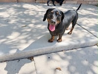 Sable - Photo 7